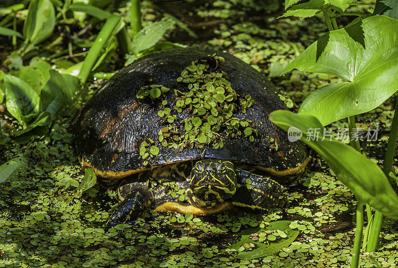 佛罗里达红腹龟或佛罗里达红腹龟(pseudoys nelsoni)是龟科的一种。佛罗里达奥杜邦保护区
